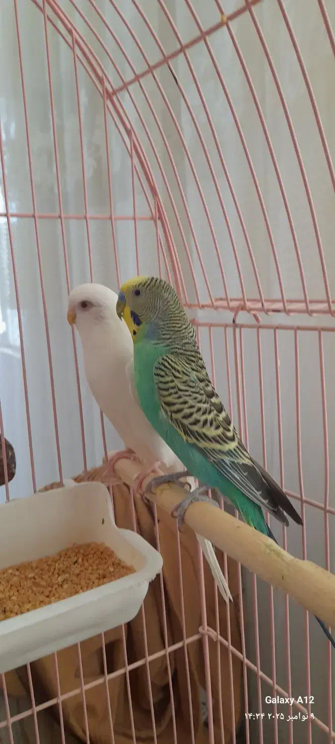 مرغ عشق جفت|پرنده|تبریز, |دیوار