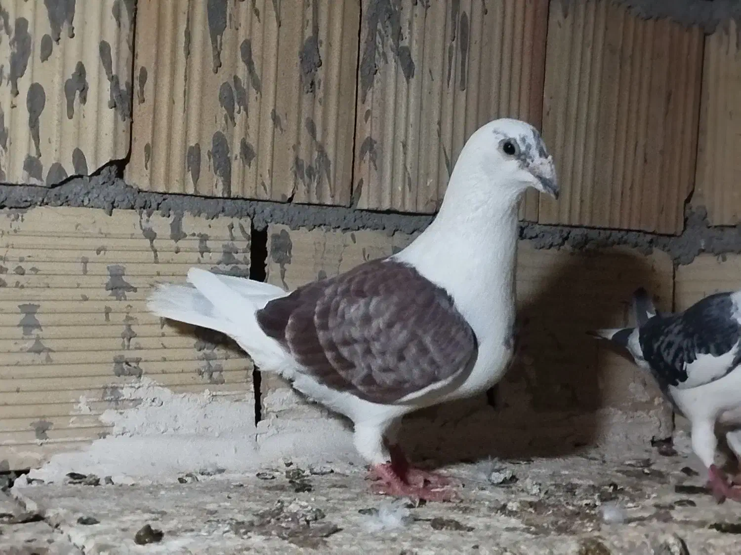 کبوتر|پرنده|شال, |دیوار