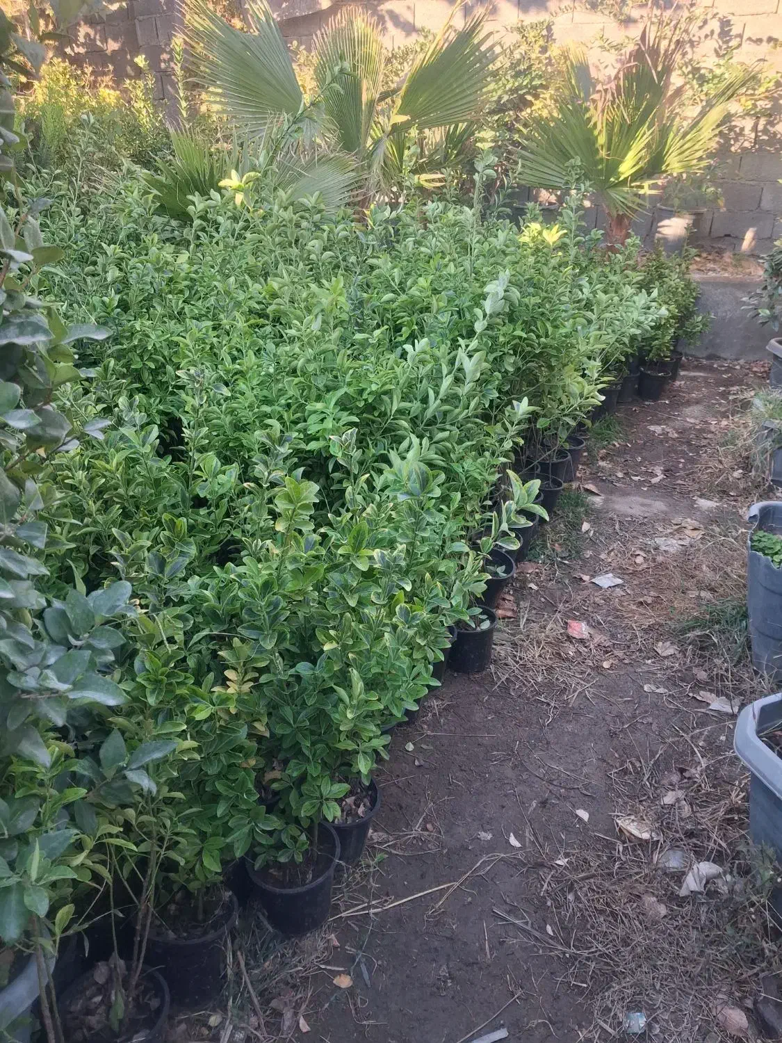 شمشاد طلائ|گل و گیاه طبیعی|ماهدشت, |دیوار