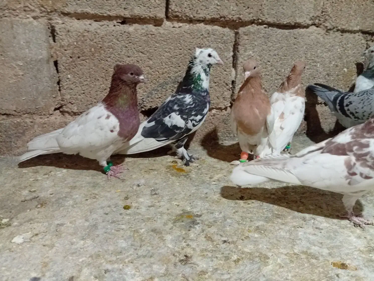 تعدادی کبوتر|پرنده|جهرم, |دیوار