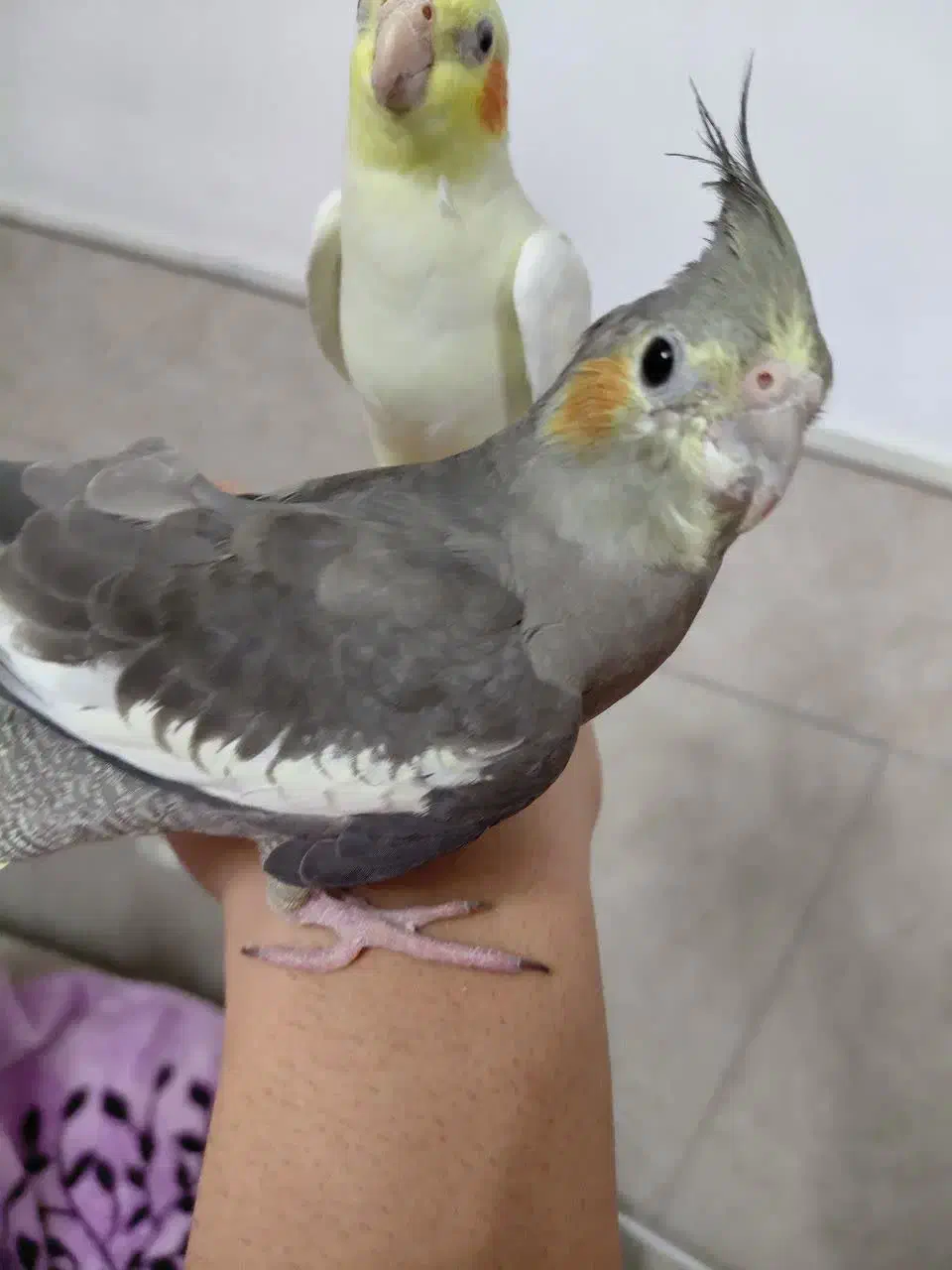 عروس هلندی|پرنده|قم, شهر قائم|دیوار