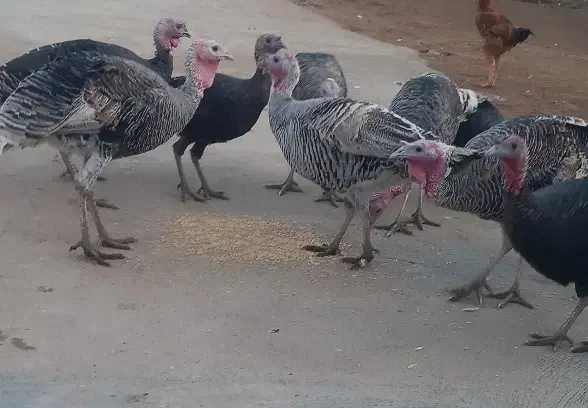 بوقلمون|پرنده|بیرانوند, |دیوار