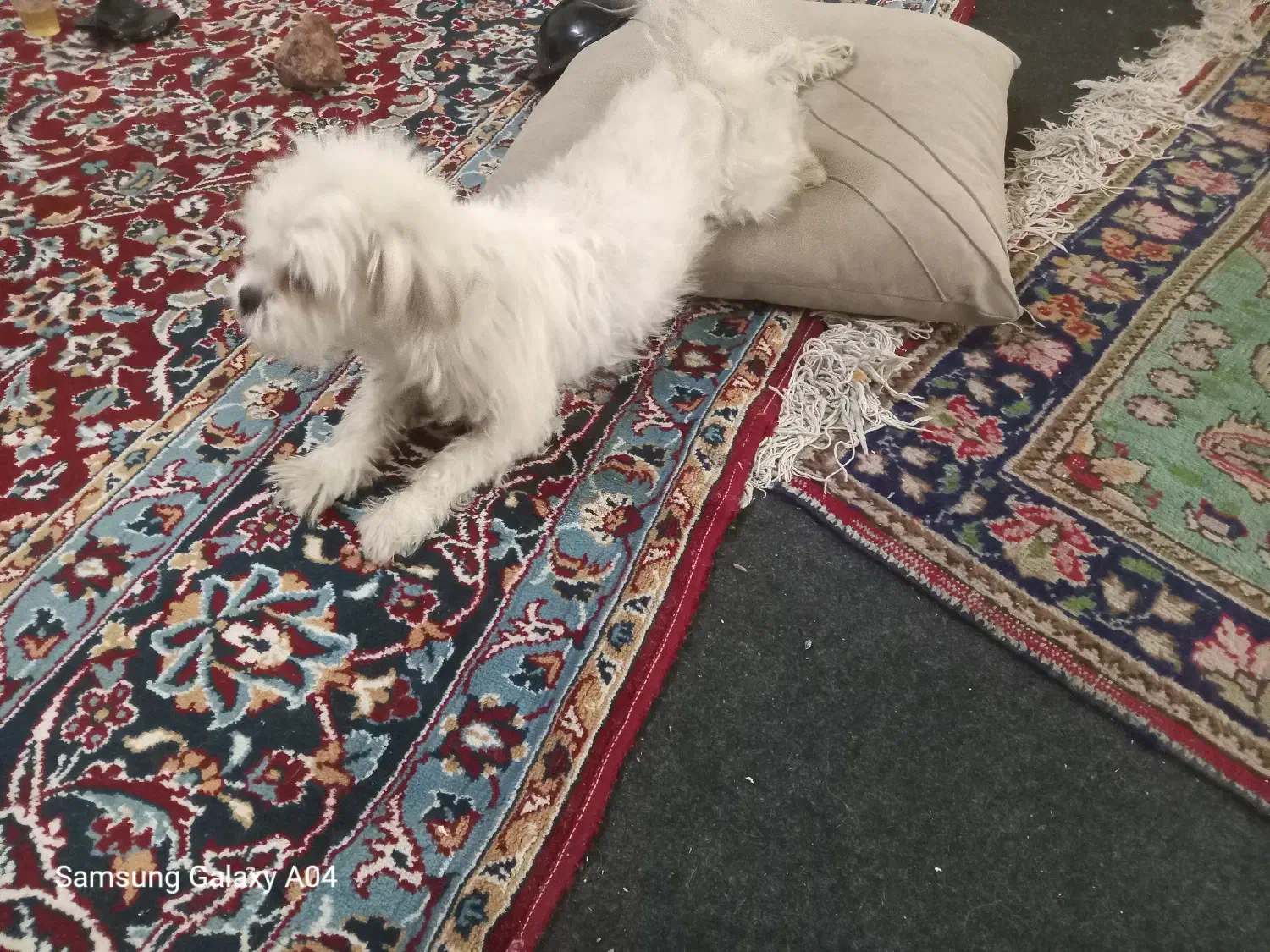 مفقودی سگ کوچک شیتزو تریر در ارومیه|حیوانات|ارومیه, |دیوار