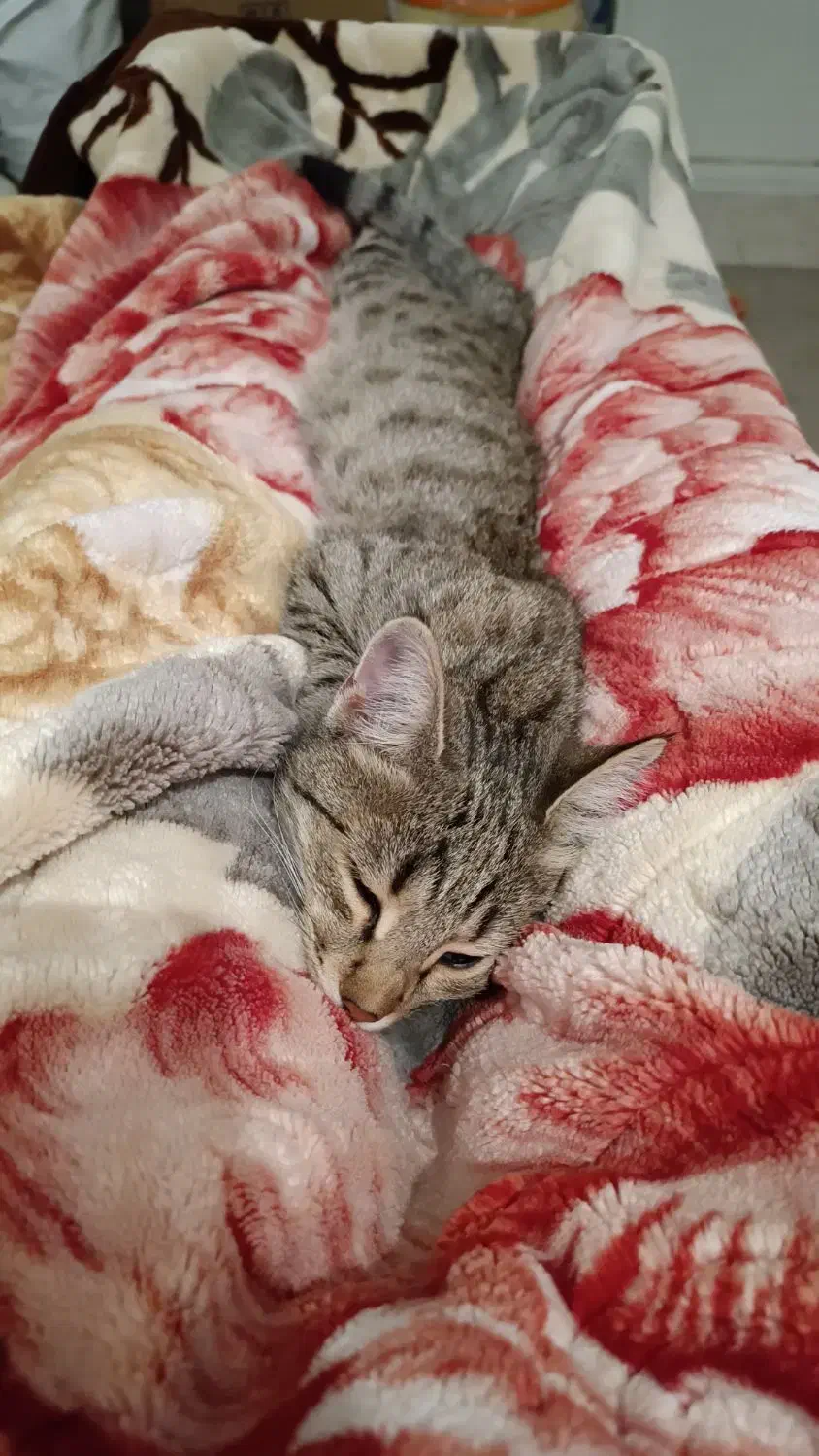 گربه گم شده|گربه|شهرکرد, |دیوار