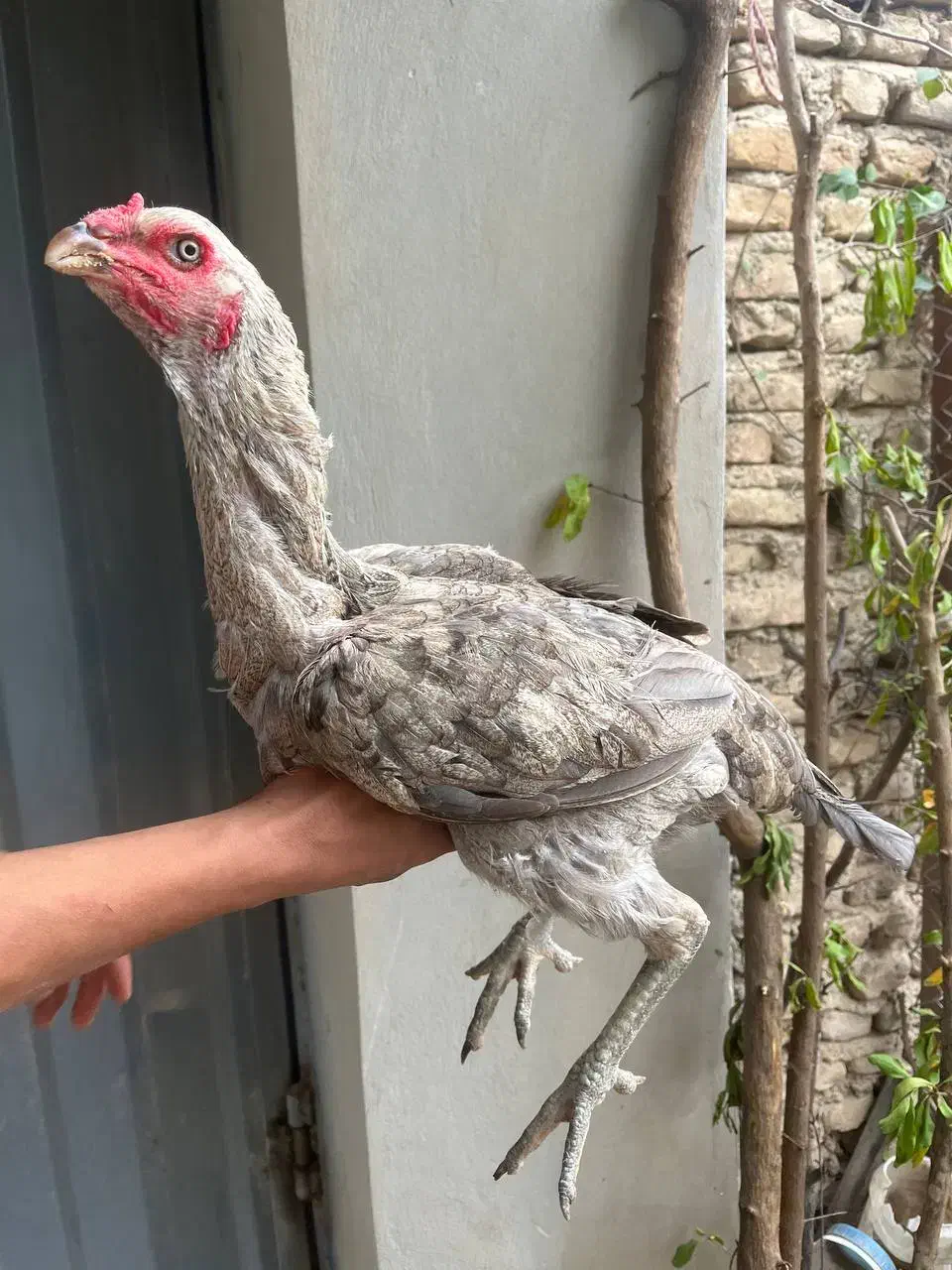 مرغ لاری درجه یک|حیوانات مزرعه|نکا, |دیوار