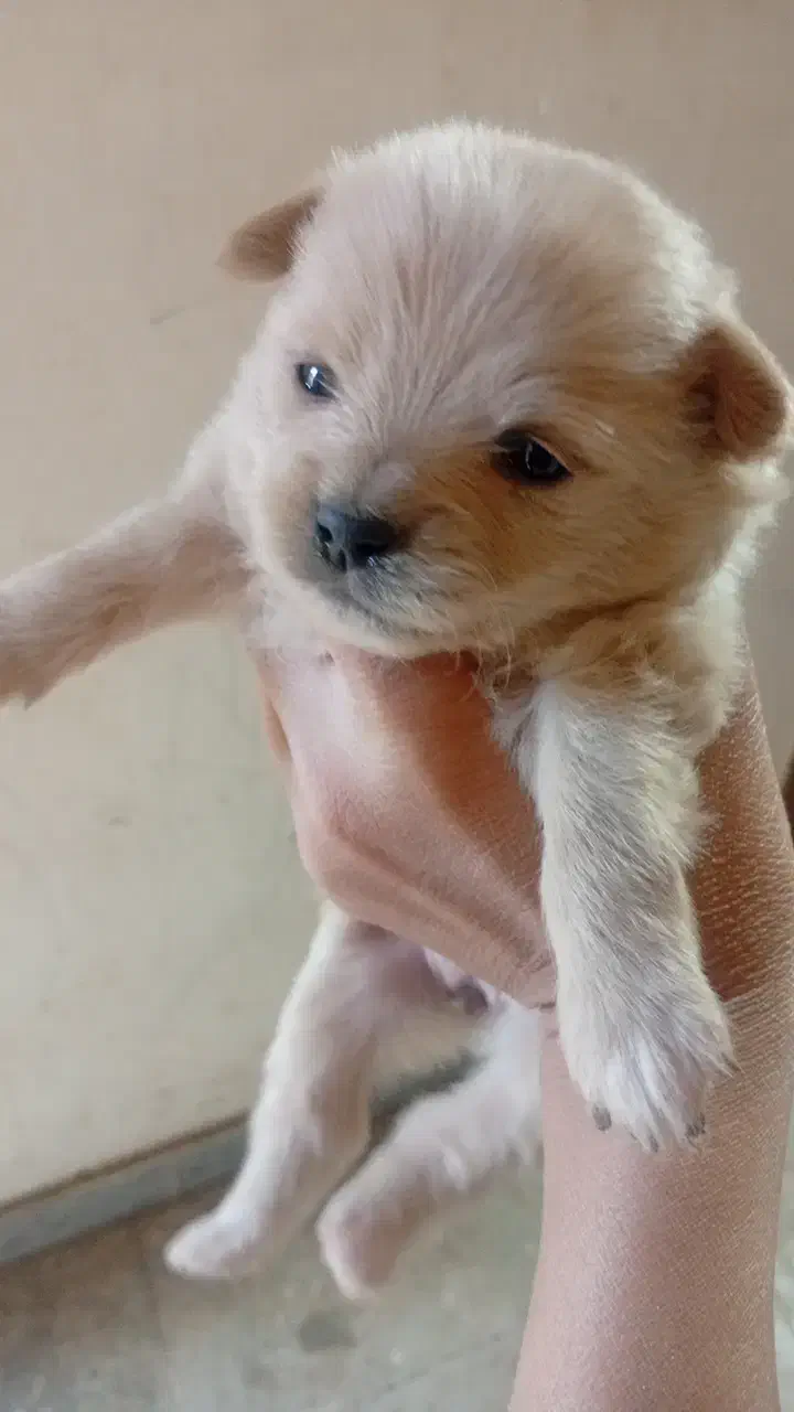 سگ پامر ماده|سگ|بم, |دیوار