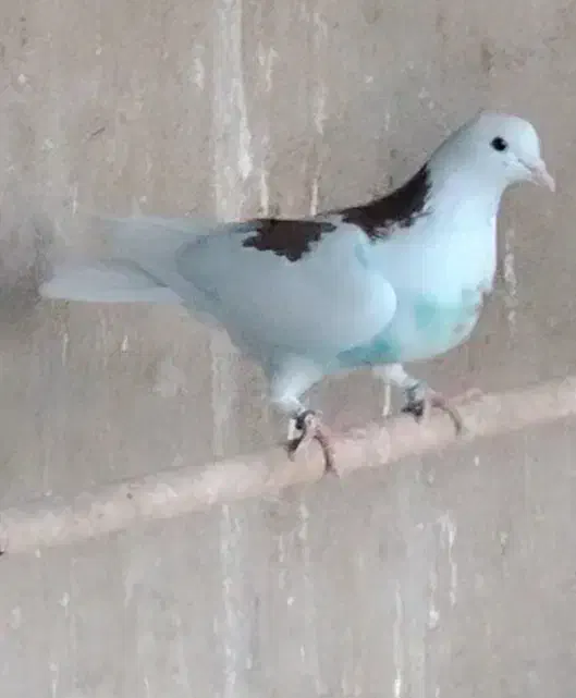 کفتر|پرنده|کهریزک, |دیوار