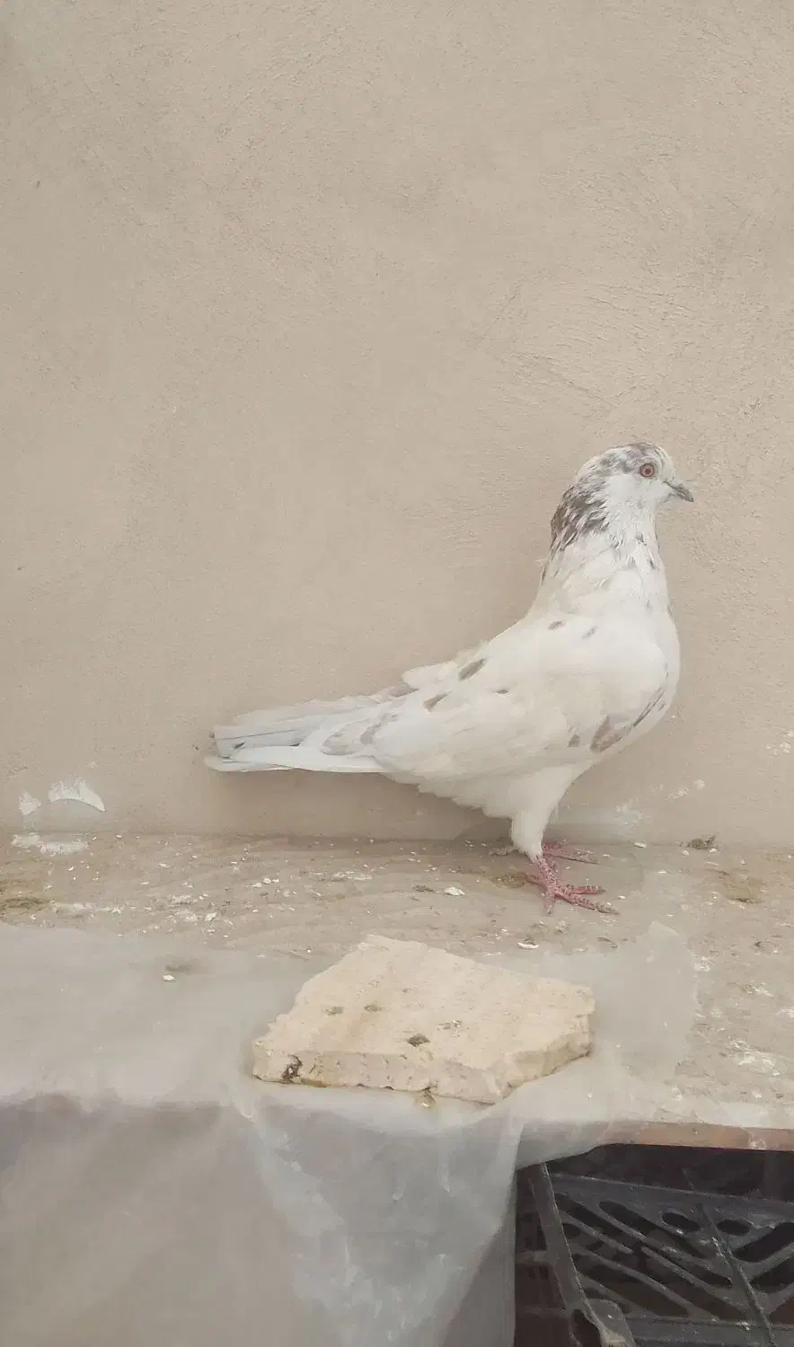 کبوتر کله خالدار|پرنده|نجفآباد, یزدانشهر|دیوار