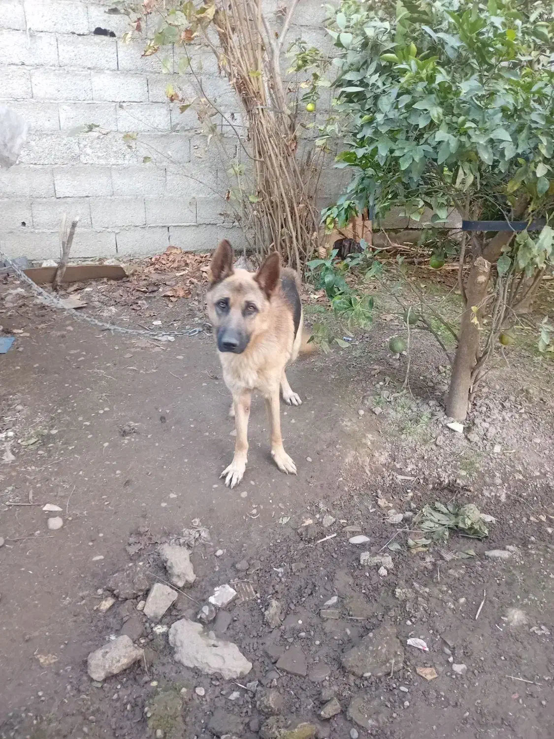 یه سگ ژرمن نر باهوش و حرف گوش کن|سگ|لاهیجان, بازکیاگوراب|دیوار