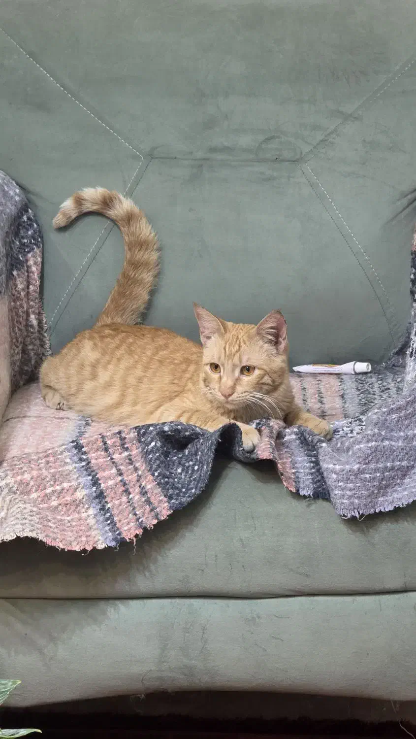 گربه نارنجی|گربه|گرگان, |دیوار