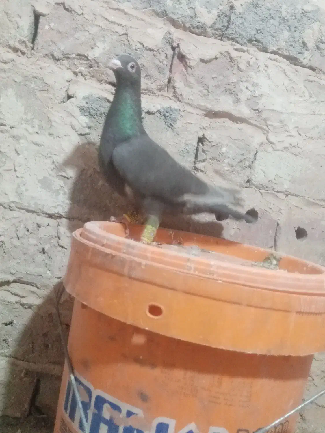 گرفتنی|پرنده|نیشابور, سرآب کوشک|دیوار