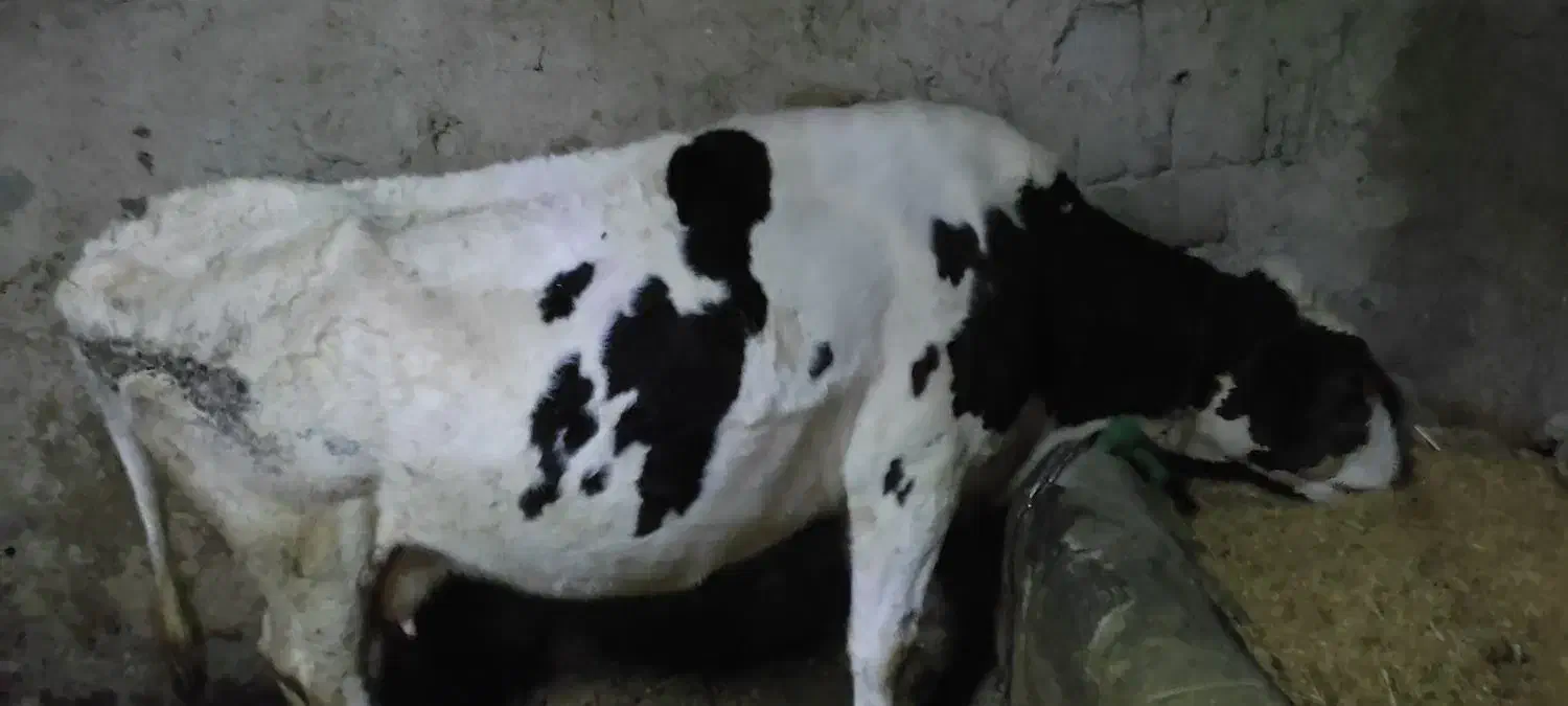 گوساله و گاو|حیوانات مزرعه|دیواندره, |دیوار