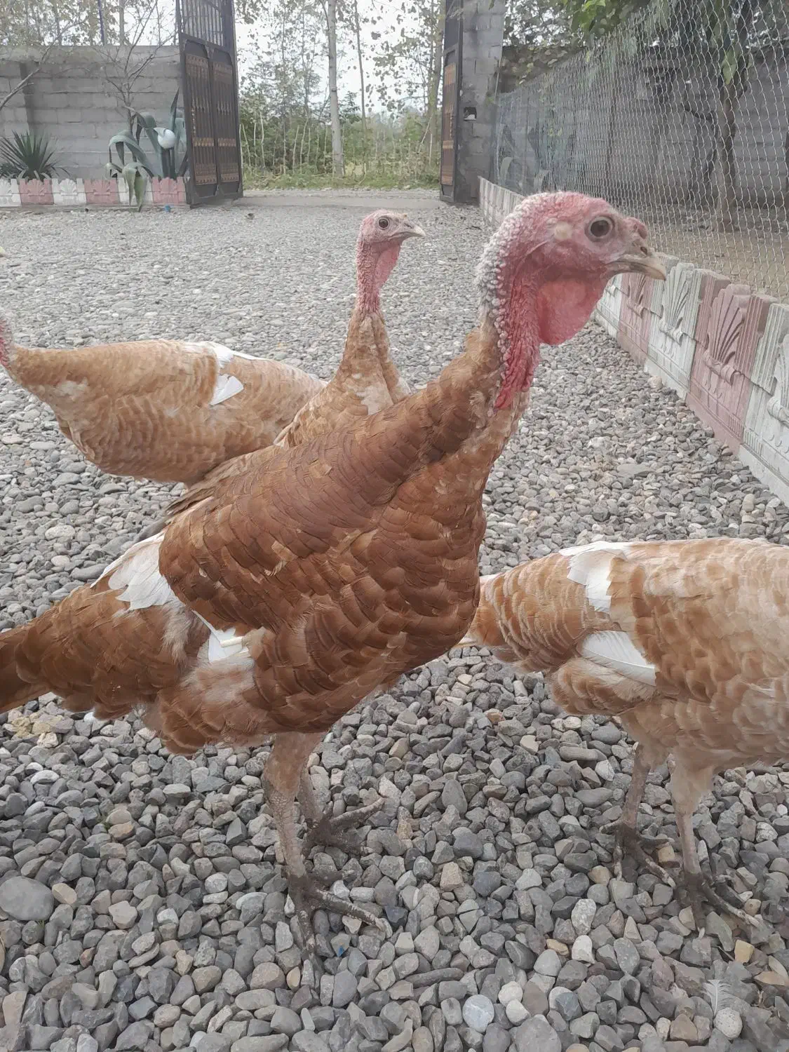 بوقلمون بوربورن|حیوانات مزرعه|آستانه اشرفیه, |دیوار