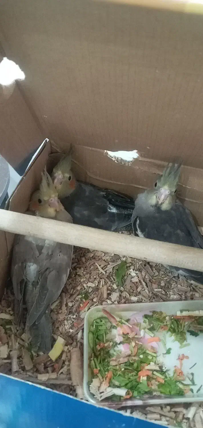 عروس هلندی رام طوسی|پرنده|رباطکریم, کیکاور|دیوار