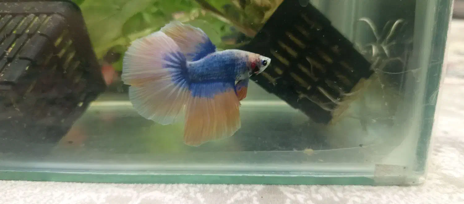 ماهی فایتر نر آماده جفت گیری|ماهی|تهران, خلیج فارس|دیوار