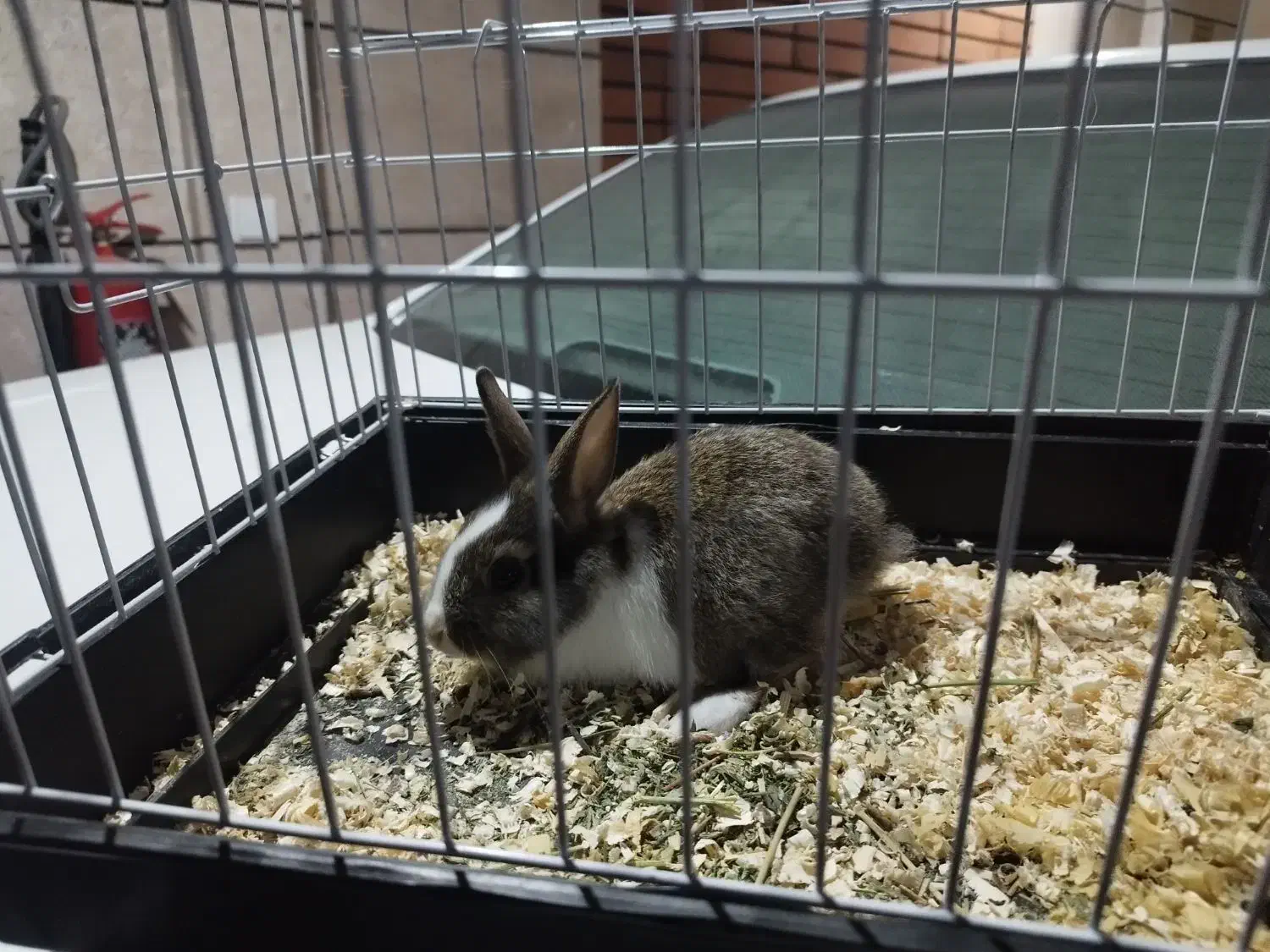 خرگوش با قفس وجا آبی|موش و خرگوش|ری, سرتخت|دیوار