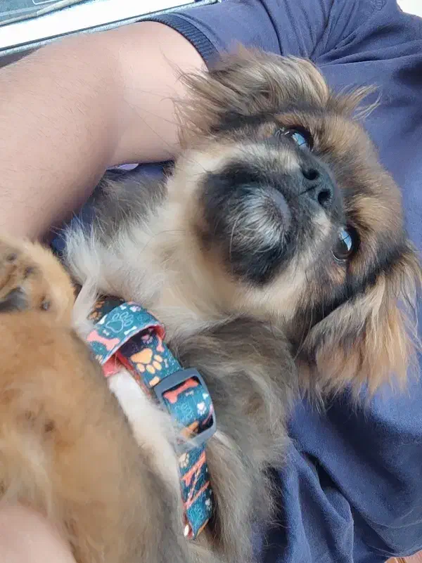 واگذاری پیکینیز امپریال|سگ|رشت, رشتیان|دیوار