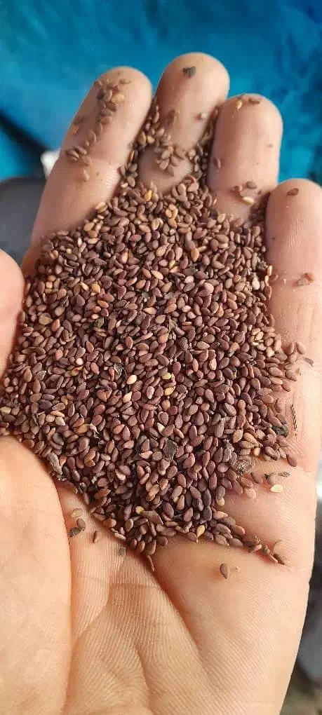 کنجد|عمدهفروشی|حمیدیه, |دیوار