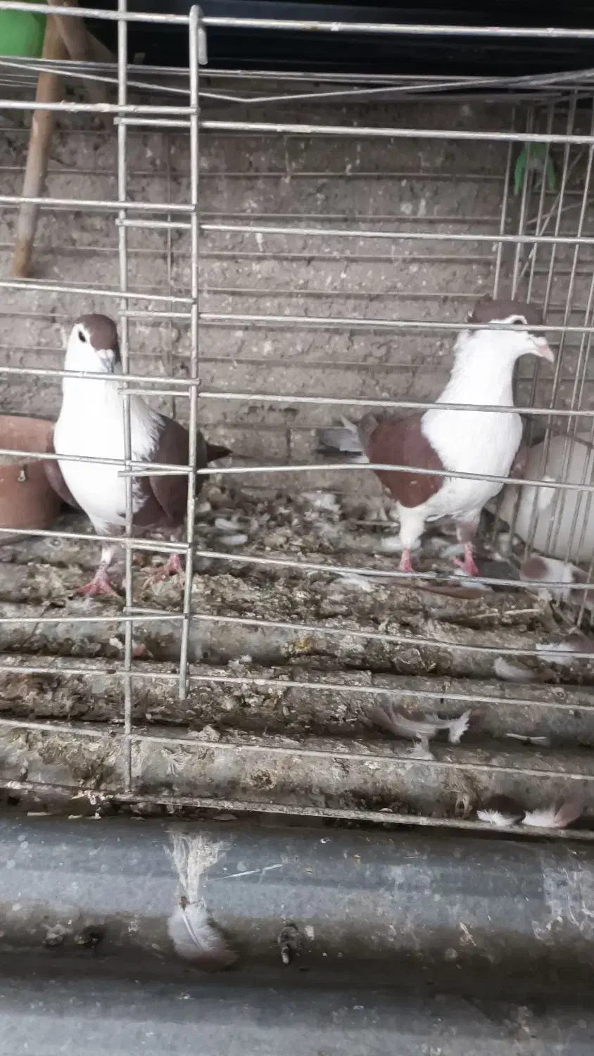 دنا افغانی خوشگل حوون|پرنده|پردیس, فاز ۴|دیوار