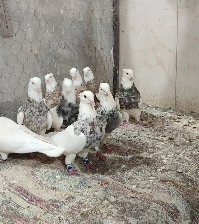 طوقی ۵۰جفت|پرنده|شاهین‌شهر, عطار|دیوار