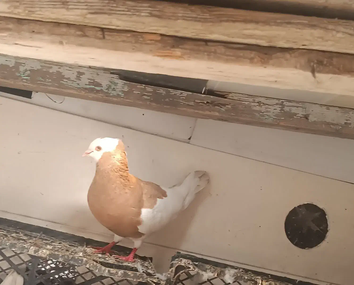 کبوتر|پرنده|بندر ترکمن, |دیوار