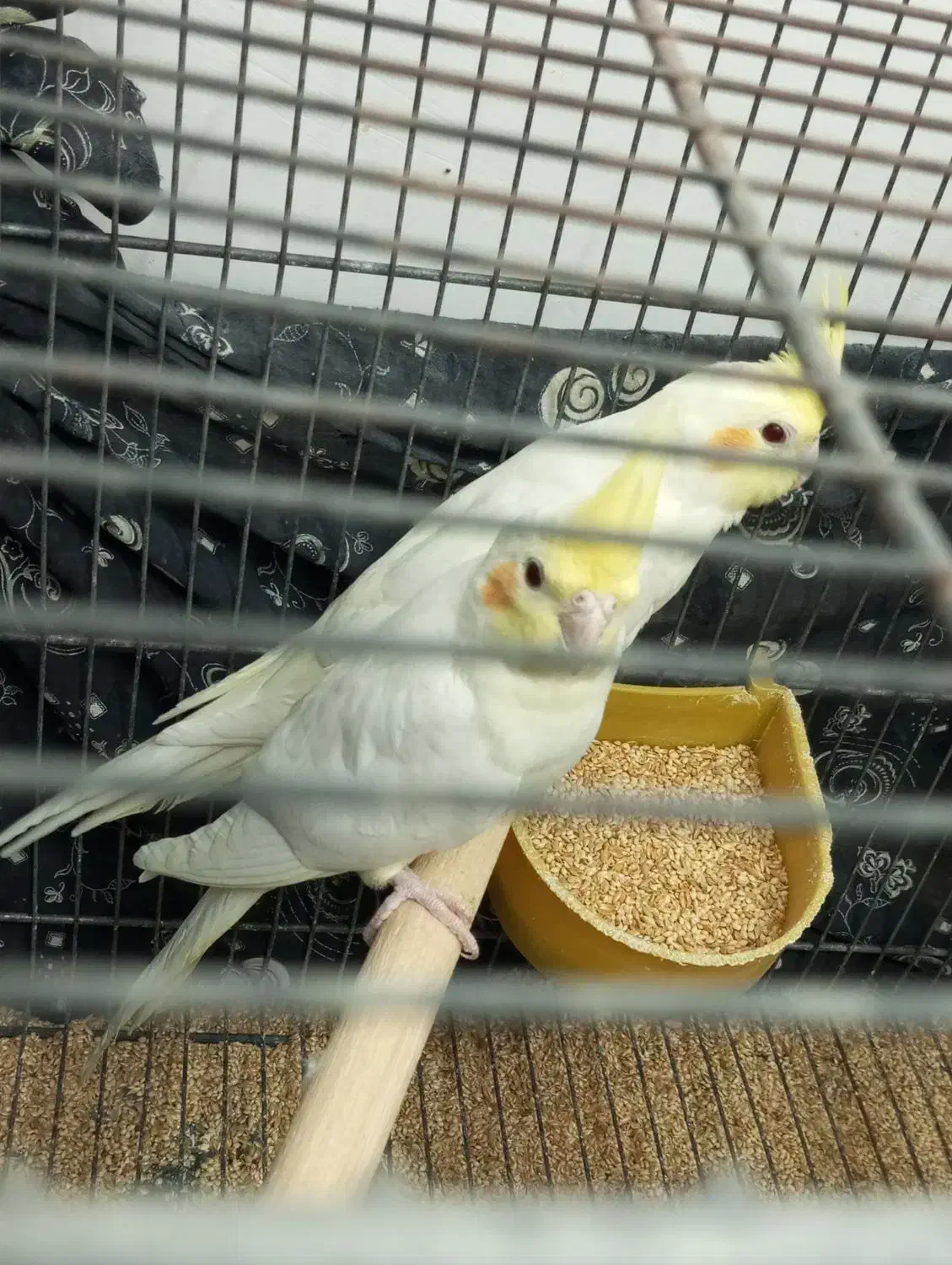 عروس هلندی به شرط سالمی میدم|پرنده|قم, سراجه (۱۵ خرداد)|دیوار