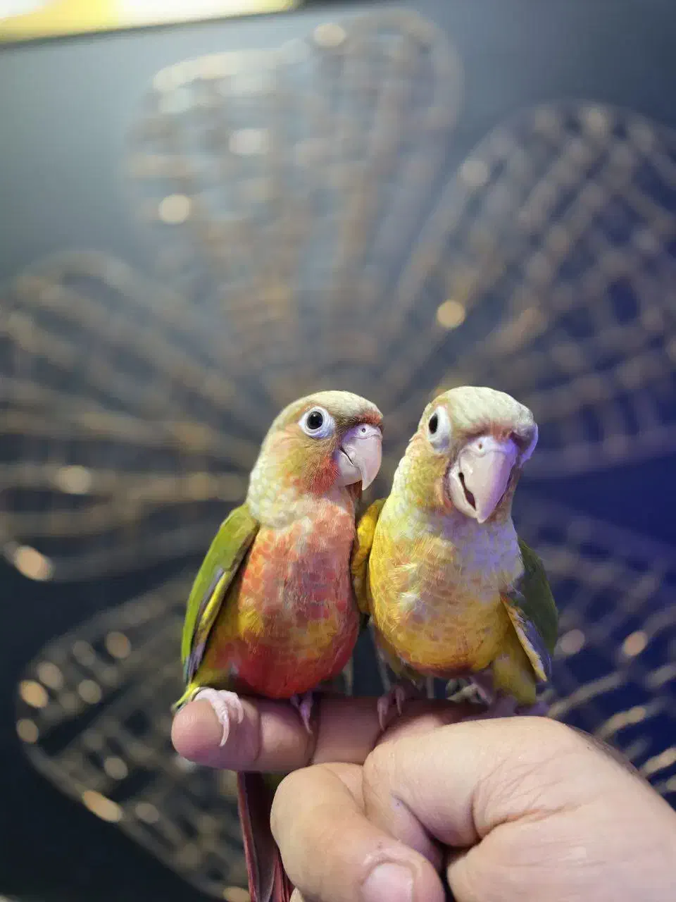 زنجان طوطی|پرنده|زنجان, |دیوار