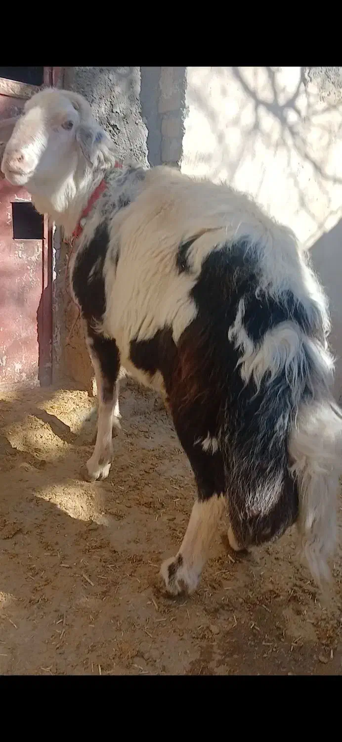 قوچ پلنگی|حیوانات مزرعه|بیرانوند, |دیوار