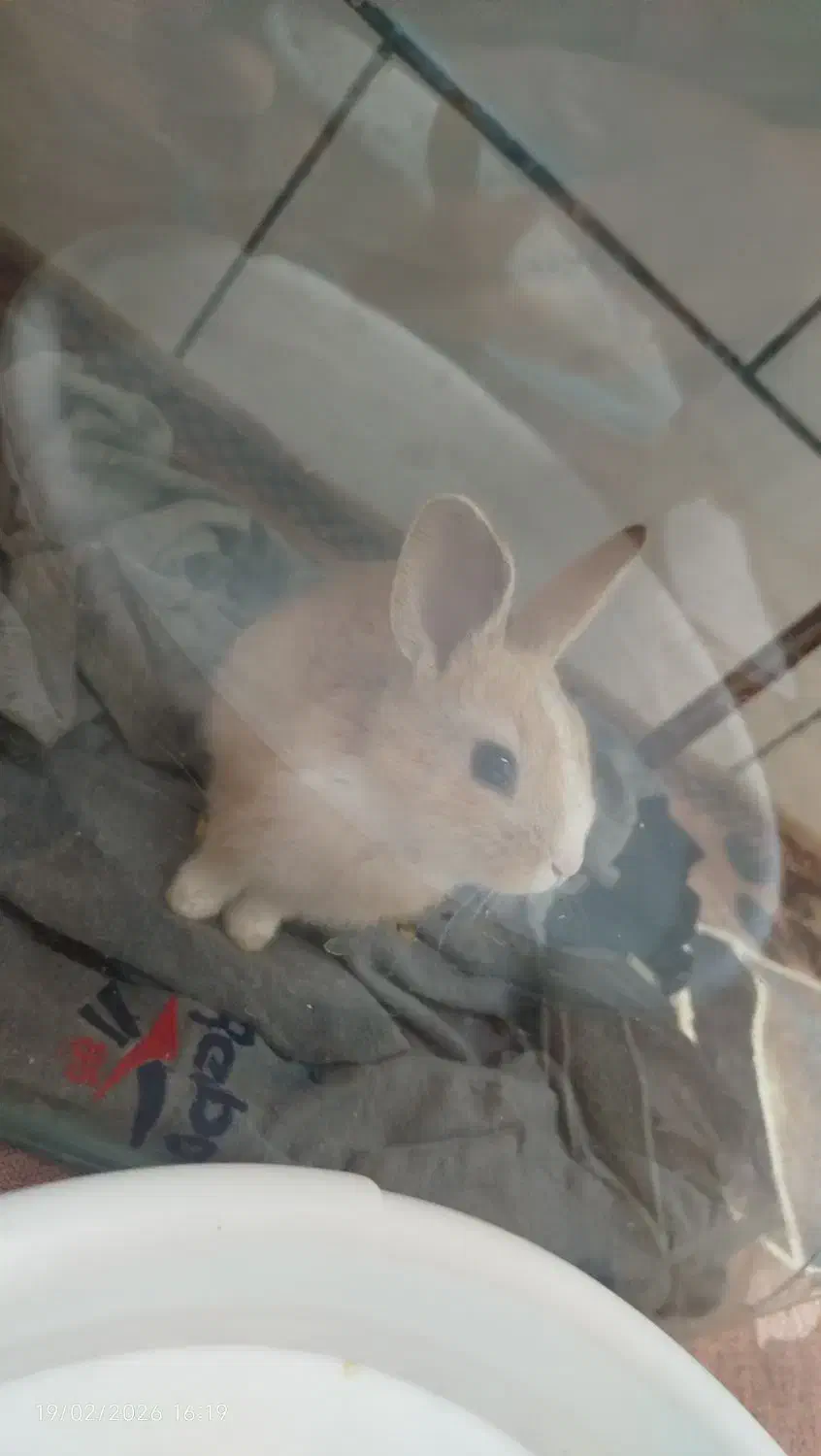 خرگوش|موش و خرگوش|فسا, |دیوار