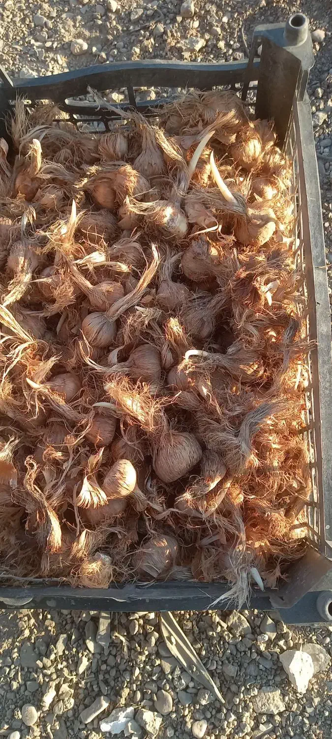 پیازچه تمیز زعفران|گل و گیاه طبیعی|کنگاور, |دیوار