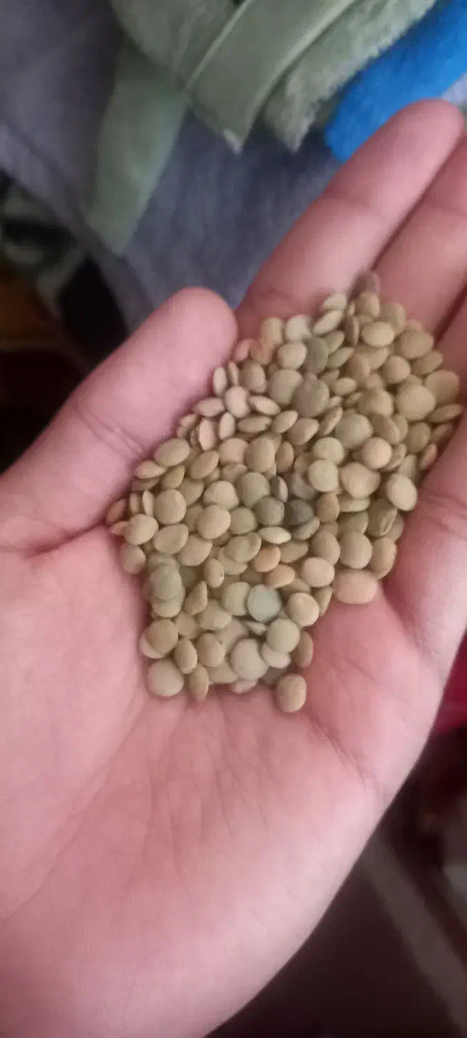 عدس|خوردنی و آشامیدنی|اسفرورین, |دیوار