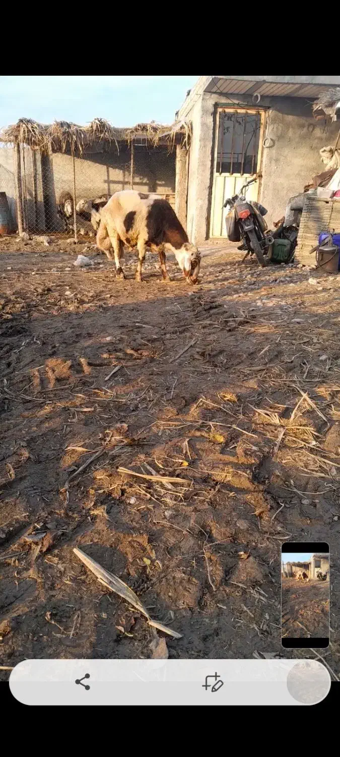 گوسفندقوچ پلنگی اصل|حیوانات مزرعه|سرخنکلاته, |دیوار