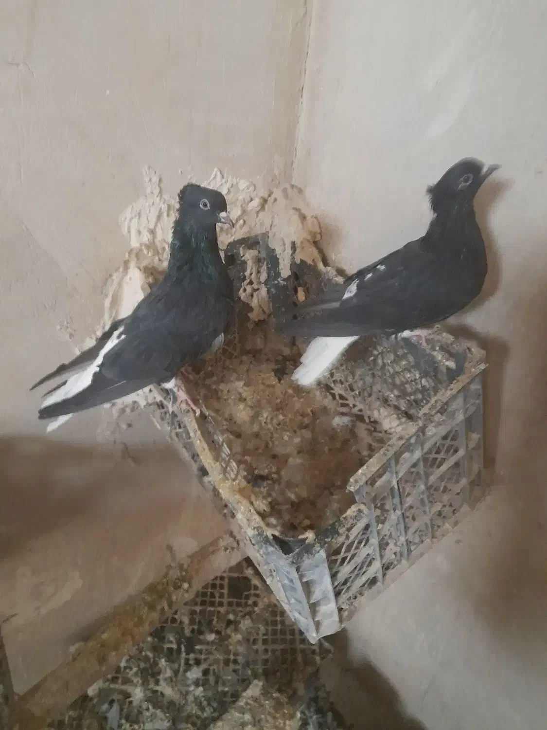 یک جفت سیاه دم سفید اصل|پرنده|ملکان, |دیوار