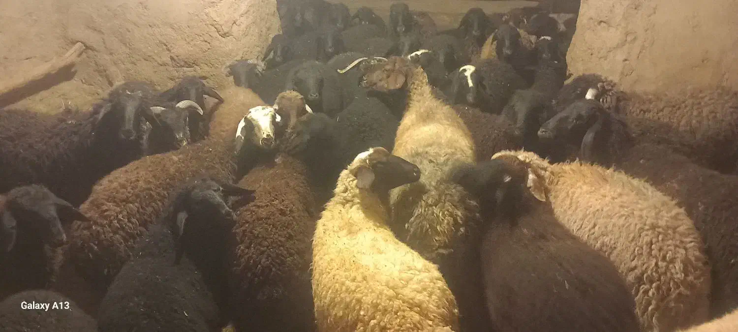 بره شیری|حیوانات مزرعه|ساروق, |دیوار