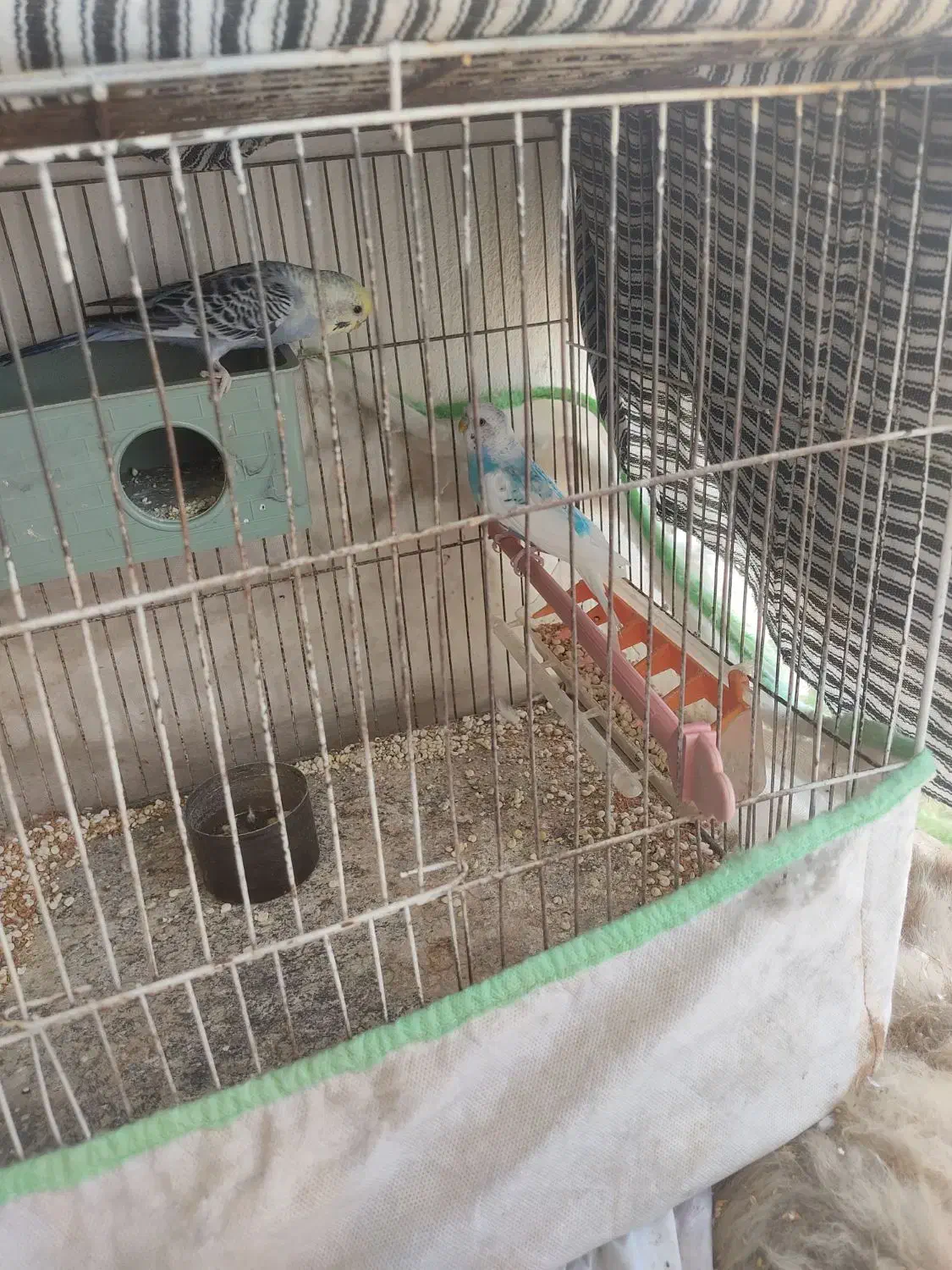 قفس پرنده دو عدد باوسایل کامل|لوازم جانبی حیوانات|گنبد کاووس, |دیوار