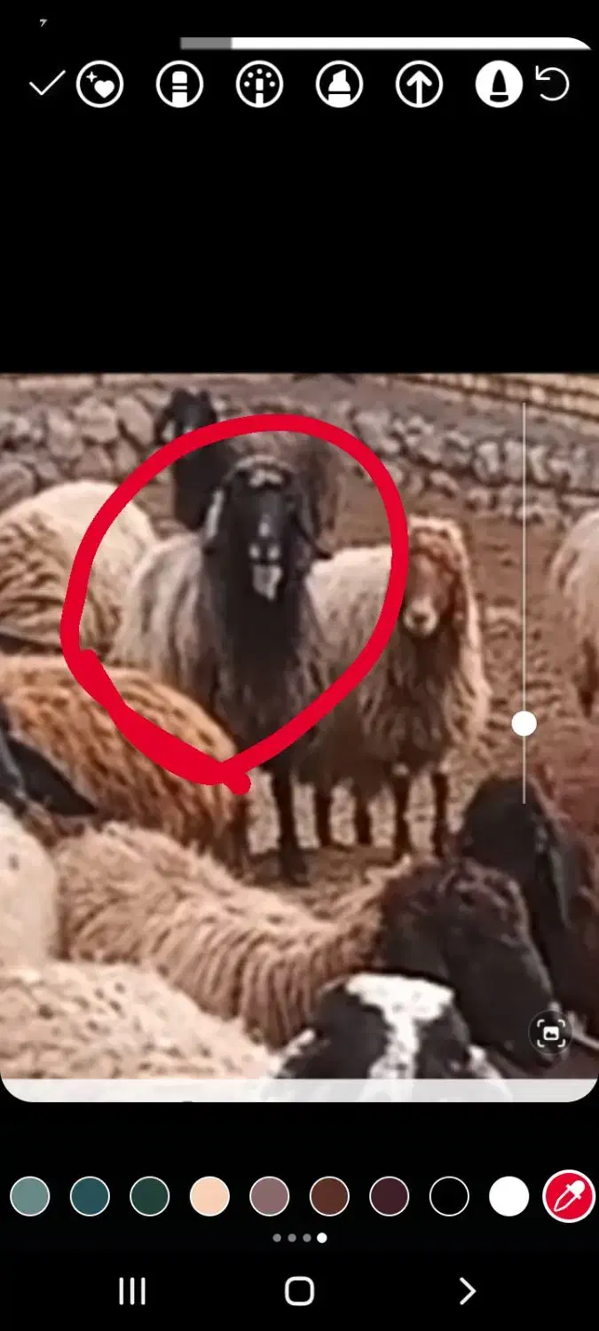 گوسفند گم شده|حیوانات مزرعه|سیلوانه, |دیوار