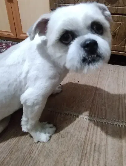 سگ شیتزو خانگی|سگ|اصفهان, رکن الدوله شرقی|دیوار