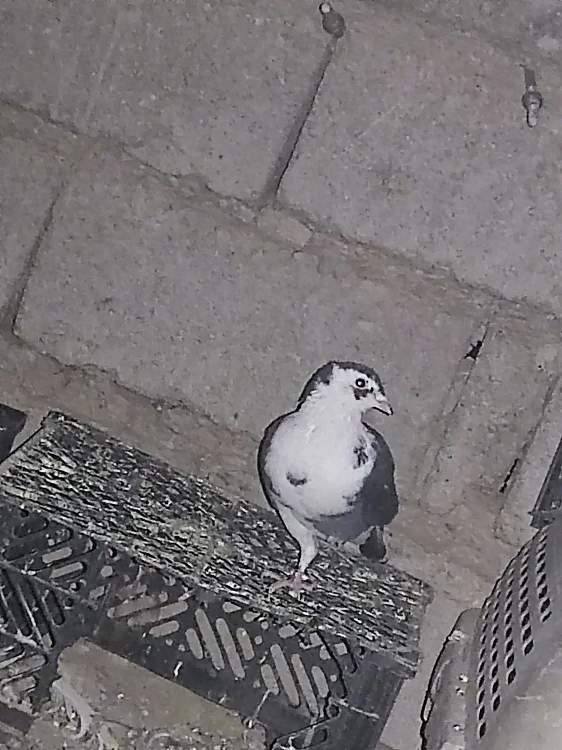 کبوتر|پرنده|سراوان, |دیوار