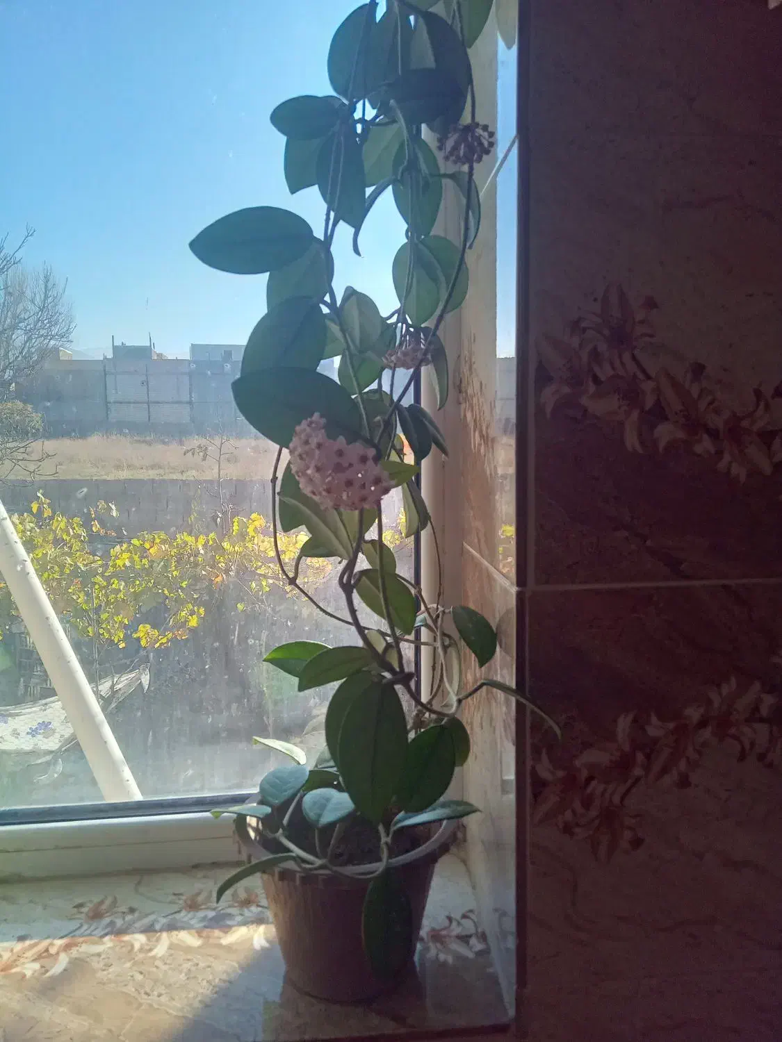 گل خانگی|گل و گیاه طبیعی|مشگین شهر, |دیوار