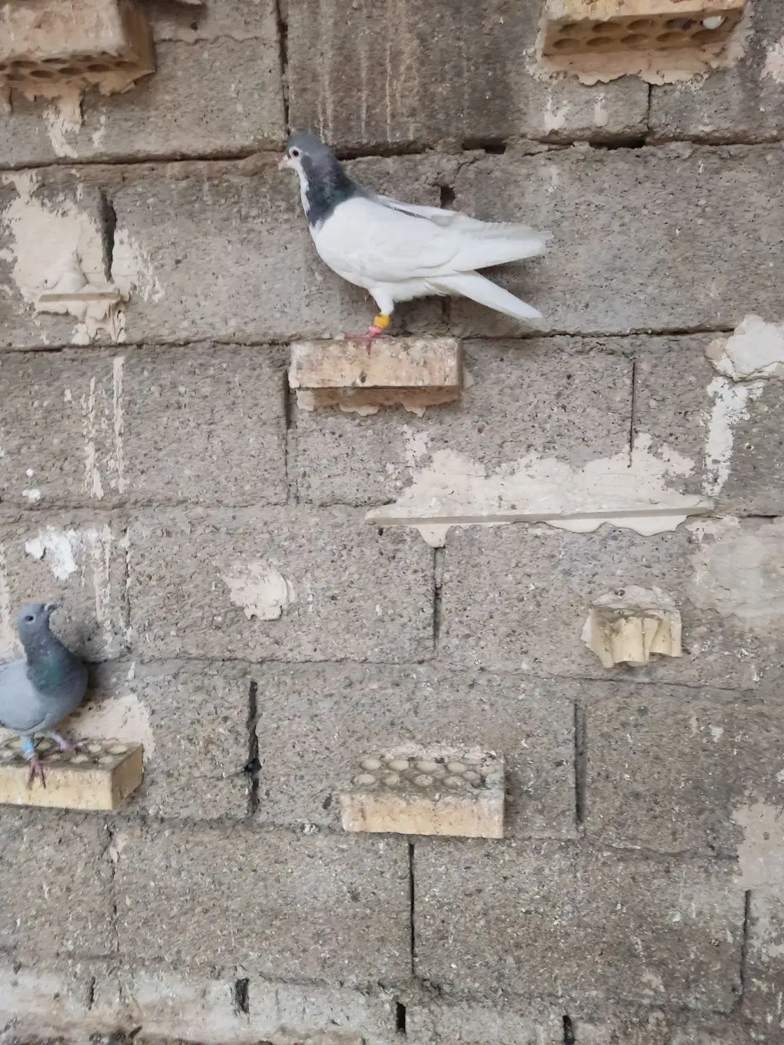 یک جفت گرفتنی|پرنده|شوشتر, |دیوار