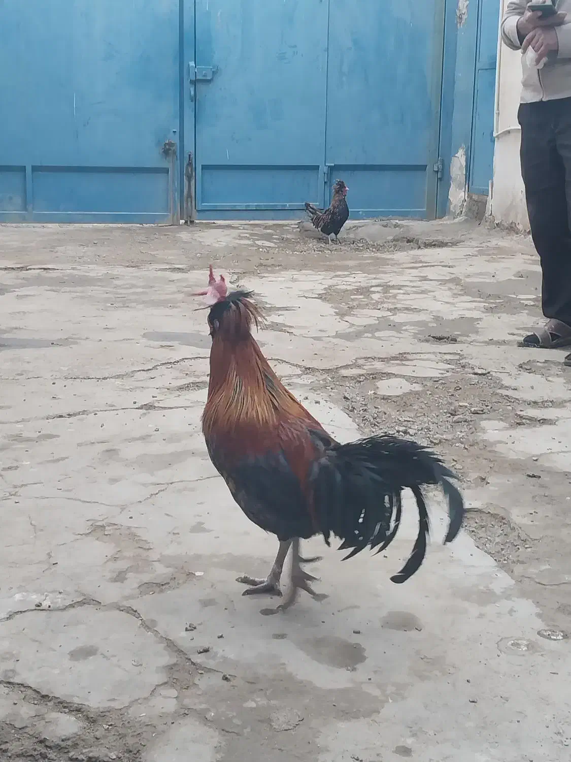 خروس بومی چهل تاج|حیوانات مزرعه|اصفهان, ارداجی|دیوار