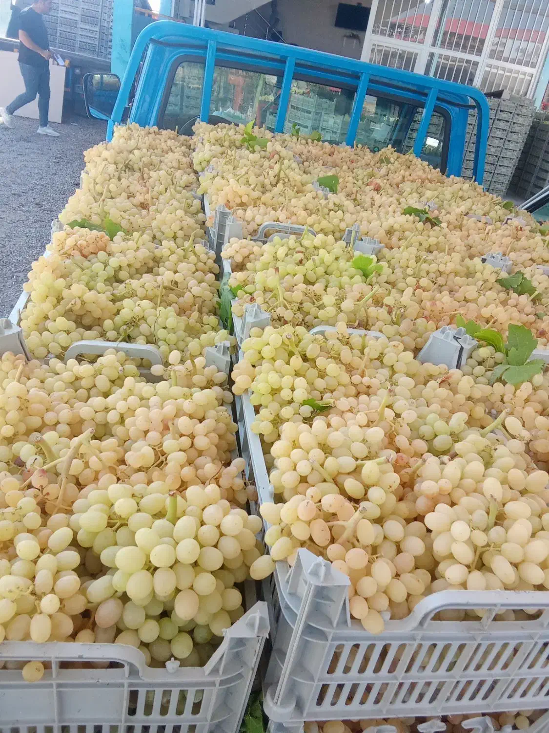 هرس کاری|خدمات باغبانی و درختکاری|تاکستان, |دیوار