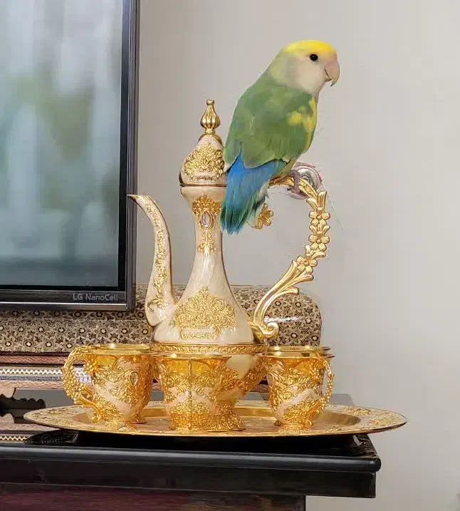 کوتوله برزیلی کاملا دستی|پرنده|اصفهان, باغ نگاره|دیوار