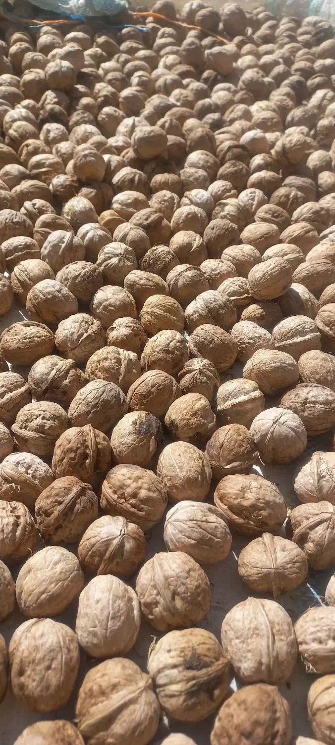 گردو|خوردنی و آشامیدنی|پاپی, |دیوار