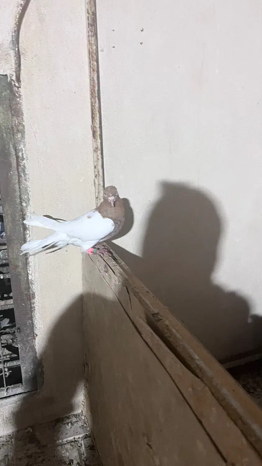 کفتر رنگه|پرنده|مشهد, شهید قربانی|دیوار