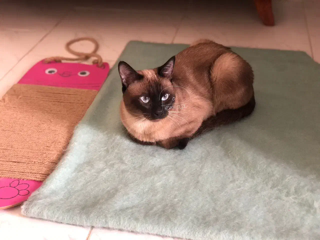 سیامی اصیل|گربه|تهران, فردوسی|دیوار