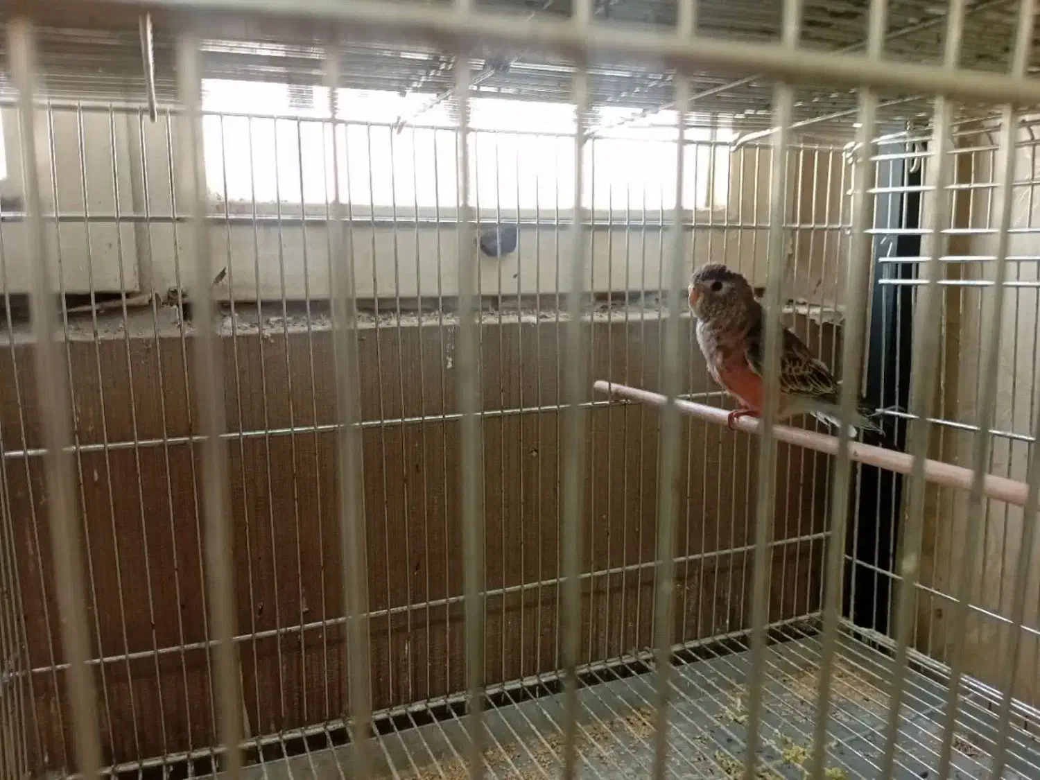 طوطی|پرنده|تهران, فرودگاه مهرآباد|دیوار