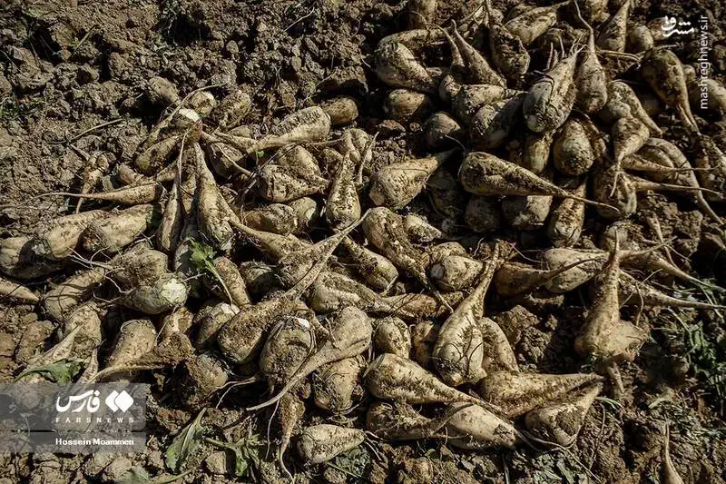 چغندرقند هفت هشت تن|عمدهفروشی|سلماس, |دیوار