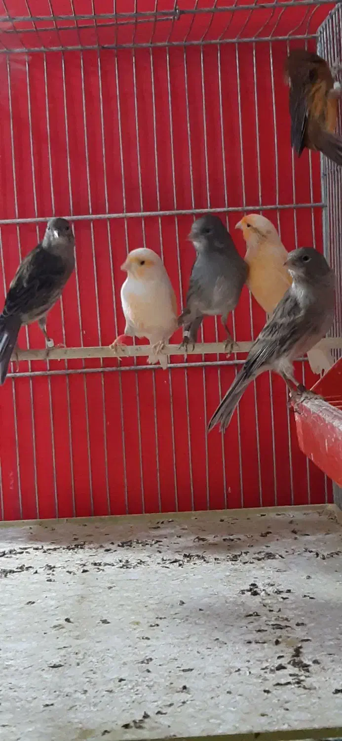 قناری جوان|پرنده|فولادشهر, زاینده رود|دیوار