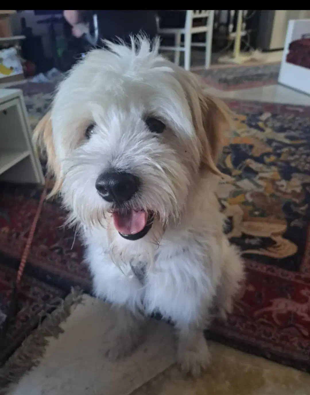 واگذاری رایگان|سگ|اصفهان, بهارستان|دیوار